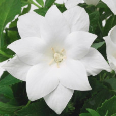 Платикодон Astra: Semi-Double White