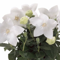 Платикодон  Astra: Pure White, 50 шт, Sakata