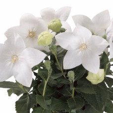 Платикодон  Astra: Pure White, 5 шт, Sakata
