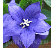 Платикодон (широкодзвоник) - Platycodon grandiflorus