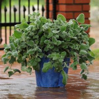 Плектрантус SILVER CREST (h 20-25 cm)