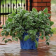 Плектрантус SILVER CREST (h 20-25 cm)
