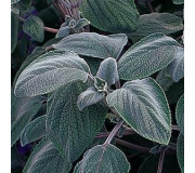 Плектрантус - PLECTRANTHUS argentatus