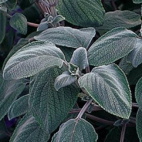 Плектрантус SILVER SHIELD  (h 61-76 cm)