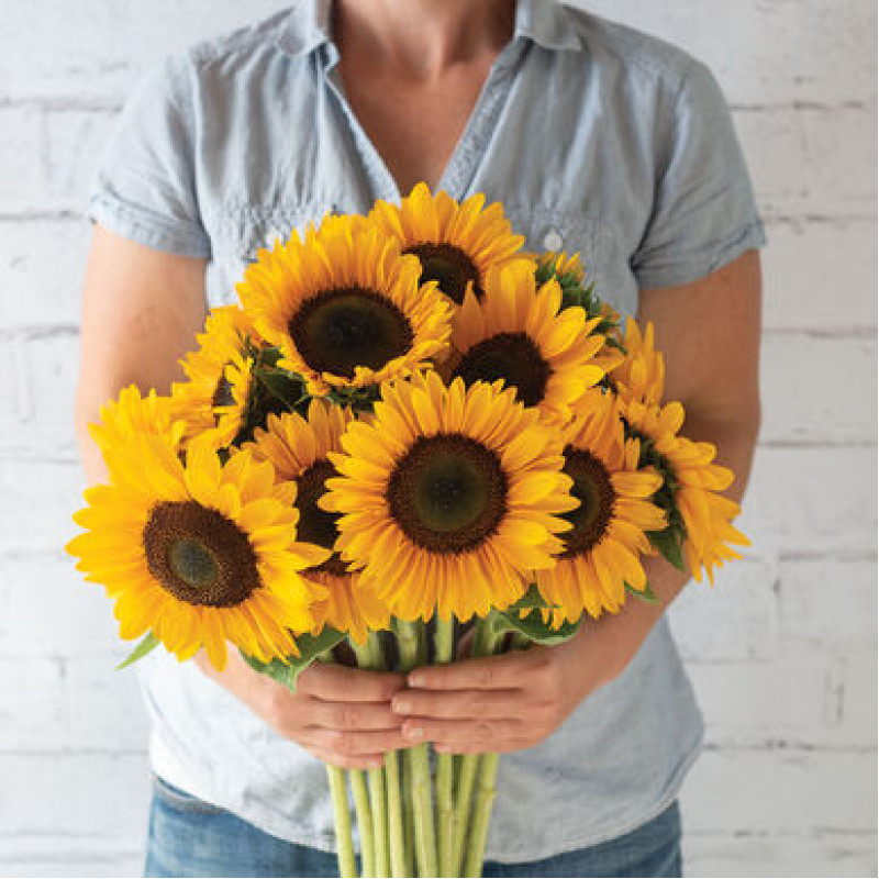 Соняшник декор Sunrich Summer F1 Provence, 250 шт, Takii seed