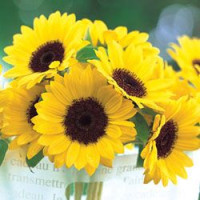 Подсолнечник декор Sunrich Summer F1 Lemon