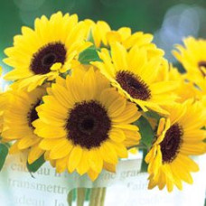 Подсолнечник декор Sunrich Summer F1 Lemon
