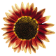 Соняшник декор Floristan®, 250 шт, Benary