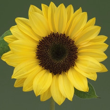 Подсолнечник декор Sunrich Summer F1 Lemon