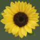 Подсолнечник декор Sunrich Summer F1 Lemon