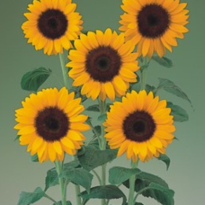 Соняшник декор Sunrich Summer F1 Orange, 50 шт, Takii Seed