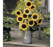 Соняшник декоративний - Helianthus annuus