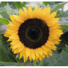 Соняшник декор Dancing Sun F1, 10 шт, Takii Seed