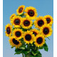 Соняшник декор Full Sun F1, 250 шт, Takii seed