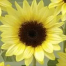 Соняшник декор Sunrich Summer F1 Limoncello, 1000 шт, Takii Seed
