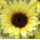 Соняшник декор Sunrich Summer F1 Limoncello, 250 шт, Takii Seed
