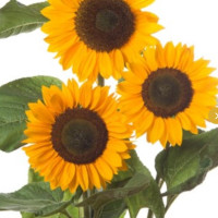 Соняшник декор Sunrich Summer F1 Provence, 50 шт, Takii seed