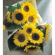Подсолнечник декор Sunrich F1 Lemon