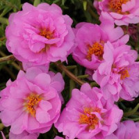 Портулак HAPPY TRAILS PINK