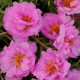Портулак HAPPY TRAILS PINK