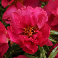 Портулак великоквітковий HAPPY HOUR FUCHSIA, 25 шт, PanAmerican