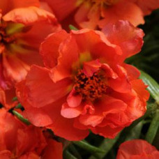 Портулак великоквітковий HAPPY HOUR ORANGE, 25 шт, PanAmerican