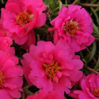 Портулак HAPPY TRAILS FUCHSIA
