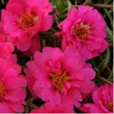 Портулак HAPPY TRAILS FUCHSIA