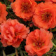 Портулак крупноцв HAPPY TRAILS ORANGE