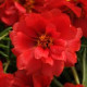 Портулак великоквітковий HAPPY HOUR DEEP RED, 1000 шт, PanAmerican