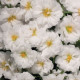 Портулак крупноцв Stopwatch: White