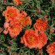 Портулак крупноцв Sun Daze Orange