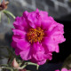 Портулак крупноцв Sun Daze Fuchsia