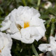 Портулак крупноцв Sun Daze White