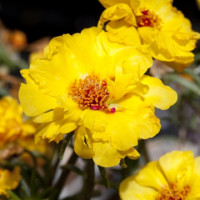 Портулак крупноцв Sun Daze Yellow