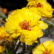 Портулак крупноцв Sun Daze Yellow
