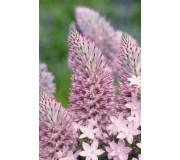 Птілотус - Ptilotus exaltatus