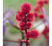 Рицина - Ricinus communis