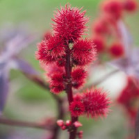 Клещевина Carmencita: Bright Red