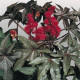 Клещевина Carmencita: Bright Red