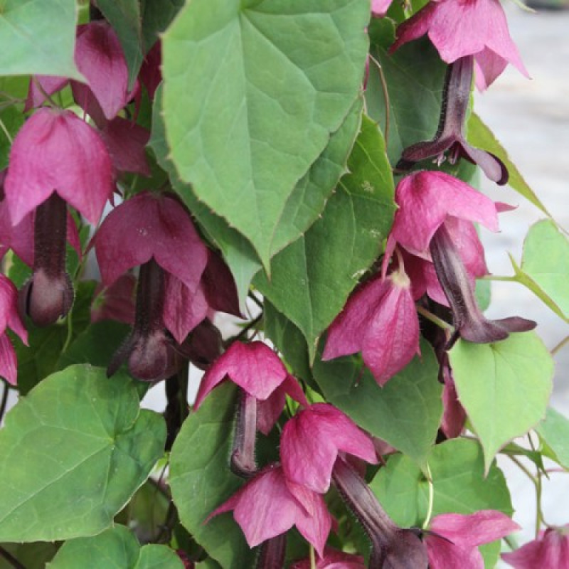 Родохитон Rhodos, Rhodochiton atrosanguineus