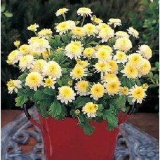 Ромашка Santana Yellow  (h 10-20 cm), 250 шт, Takii Seed