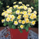 Ромашка Santana Yellow  (h 10-20 cm), 250 шт, Takii Seed
