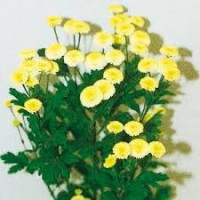 Ромашка VEGMO YELLOW, 25 шт, Kieft Seed