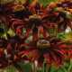 Рудбекия волосистая Moreno, Rudbeckia hirta