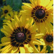 Рудбекія волосиста Denver Daisy, 100 шт, Benary