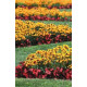 Рудбекія волосиста Denver Daisy, 100 шт, Benary