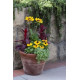 Рудбекія волосиста Denver Daisy, 100 шт, Benary