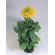 Рудбекія волосиста Maya, 50 шт, Benary