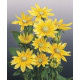 Рудбекія волосиста Prairie Sun, 25 шт, Benary